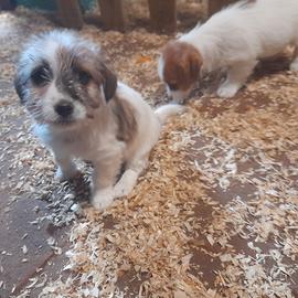 Cuccioli di jack russell