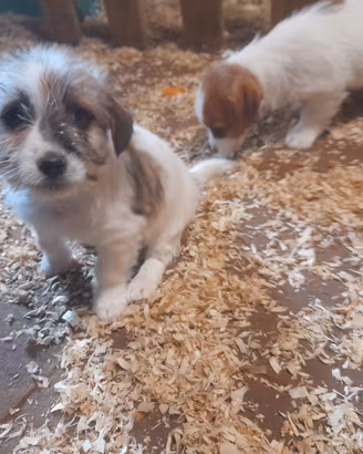 Cuccioli di jack russell