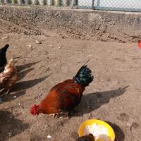 Galli marans