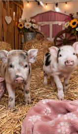 Maialino minipig juliana maschio