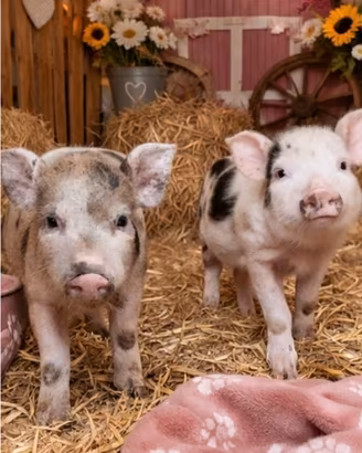 Maialino minipig juliana maschio