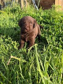 Cuccioli Labrador