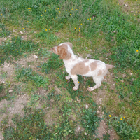 Cuccioli Breton
