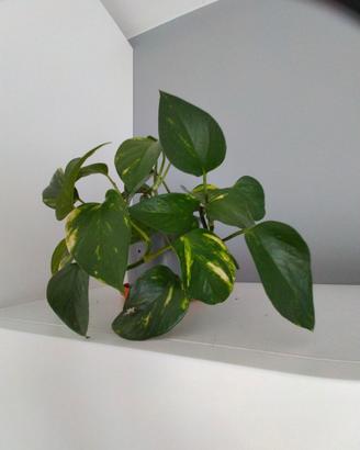 vasi di piantine  pothos
