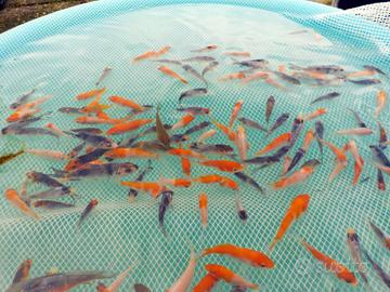Avannotti carpe koi