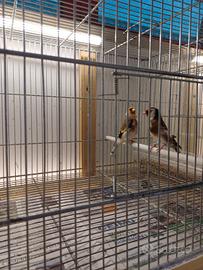 Coppia di cardellini mayor