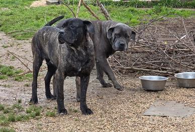 Cane corso italiano femmine