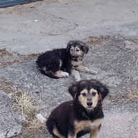 Cani trovatelli non di razza