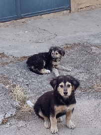 Cani trovatelli non di razza