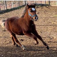 Puledro pony
