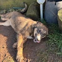 Cucciolo in adozione