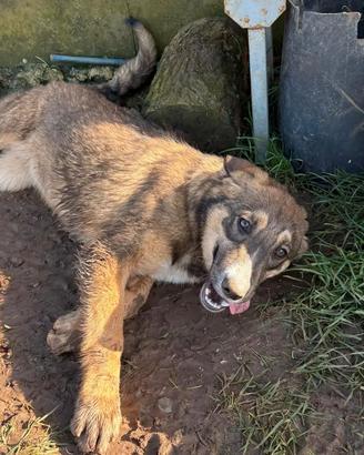 Cucciolo in adozione