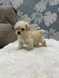 Cucciolo di barboncino