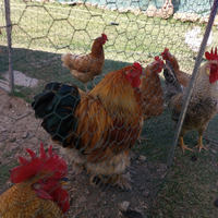 Galli - Brahma e Oliver Egger