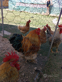 Galli - Brahma e Oliver Egger