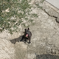 Cucciola Amstaff