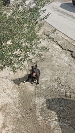 Cucciola Amstaff