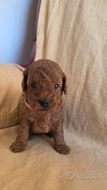 Cuccioli barboncino toy