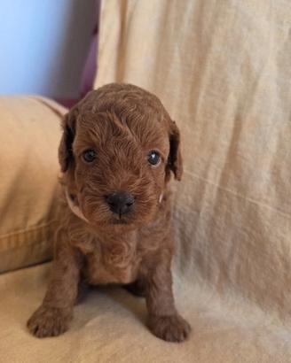 Cuccioli barboncino toy