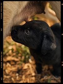 Labrador retriever