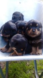 Rottweiler pedigree ENCI