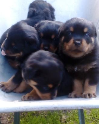 Rottweiler pedigree ENCI