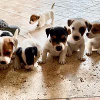 Cuccioli di jack russell