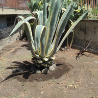 Agave Americana variegata