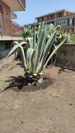Agave Americana variegata