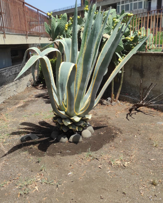 Agave Americana variegata