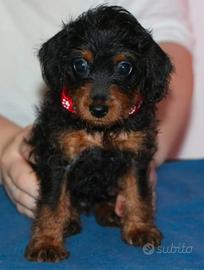 Pinny Poo pinscher poo