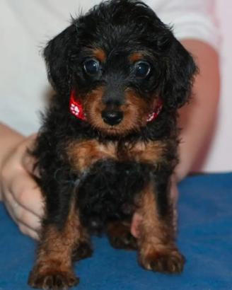 Pinny Poo pinscher poo
