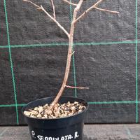 Pre Bonsai di Ciliegio Giapponese Serrulata R V 12
