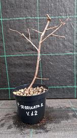 Pre Bonsai di Ciliegio Giapponese Serrulata R V 12