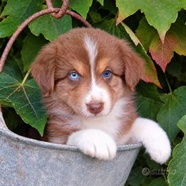Pastore australiano/ australian sheperd
