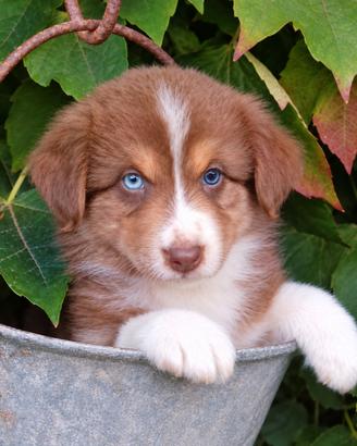 Pastore australiano/ australian sheperd