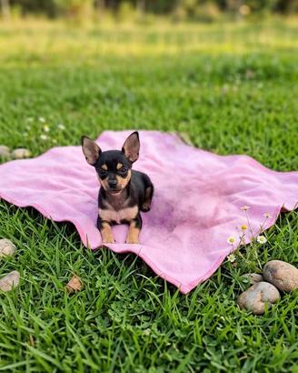 Pinscher toy