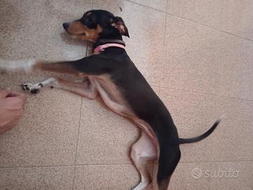 Cucciola