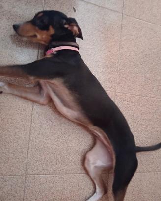 Cucciola