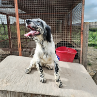 Setter inglese