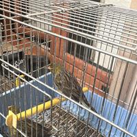 Uccellino spagnoletti