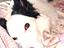 Immagine 3