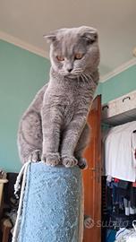 Gattini scottish fold