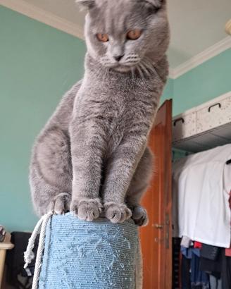 Gattini scottish fold