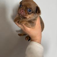 Chihuahua maschietto