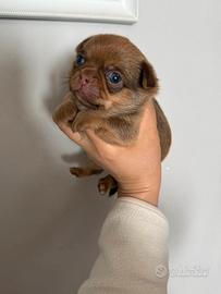 Chihuahua maschietto