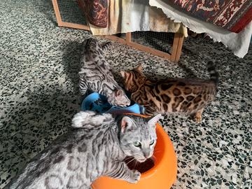 Gatta bengala adulta giovane e meno