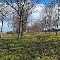 Noci  in piedi per legna da ardere