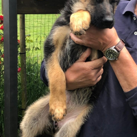 Vendita di pastore tedesco