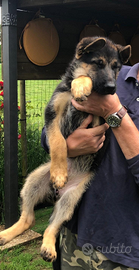 Vendita di pastore tedesco